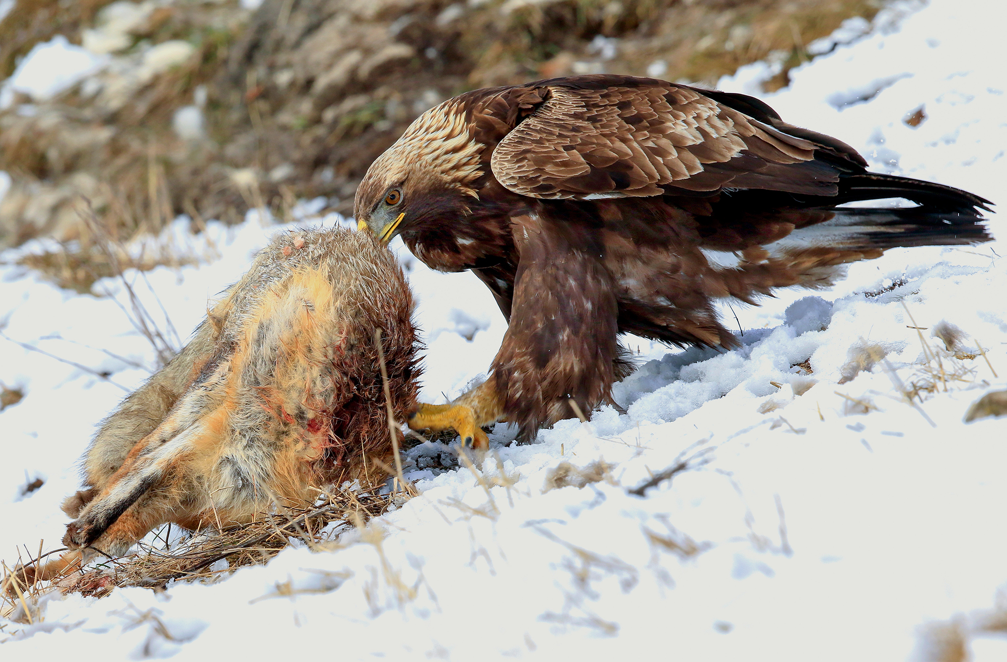 Golden eagle removes fox carcass...