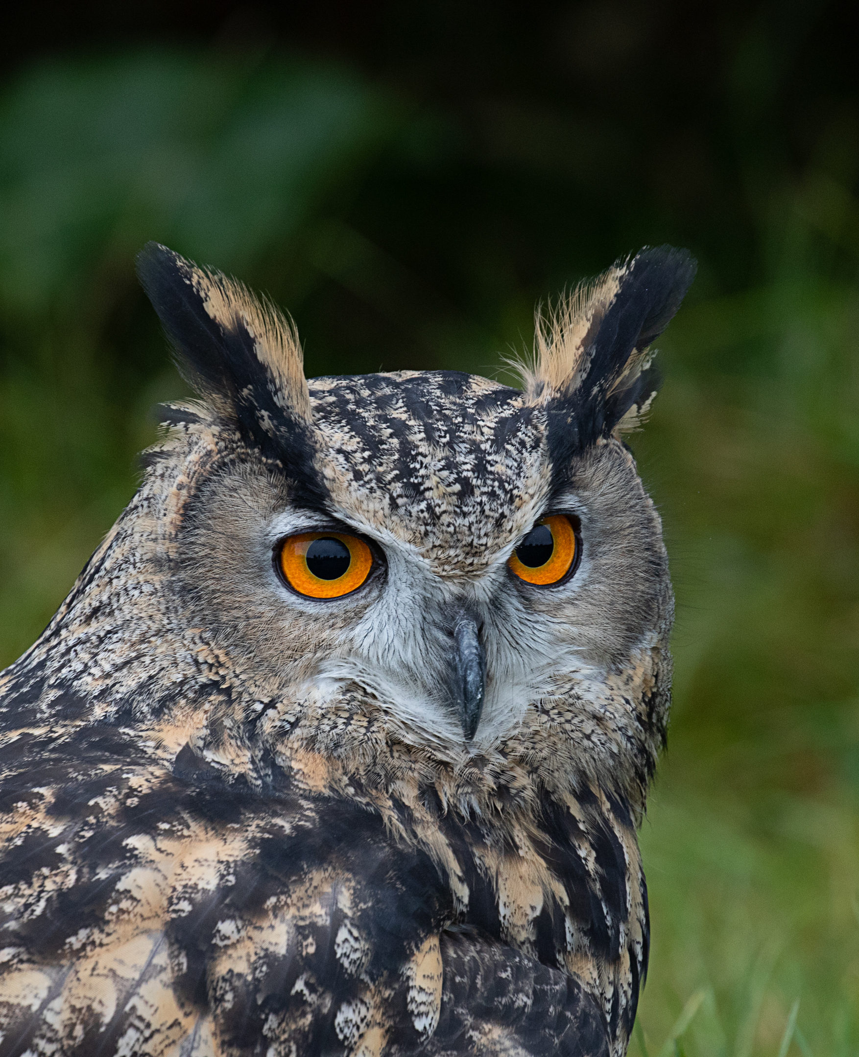 Portrait of Eurasian Eagle Owl....