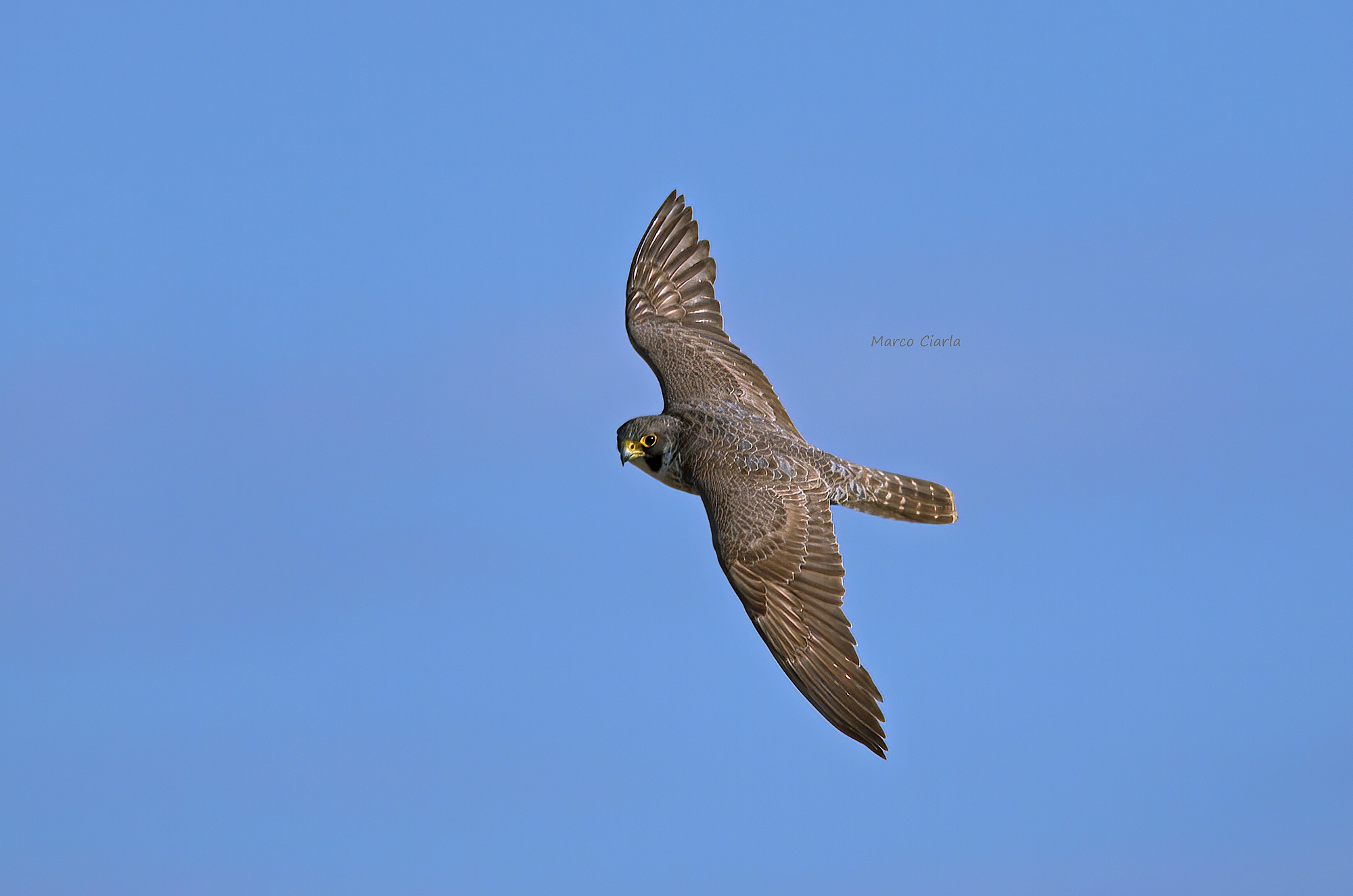 Falco pellegrino (Falco peregrinus)...