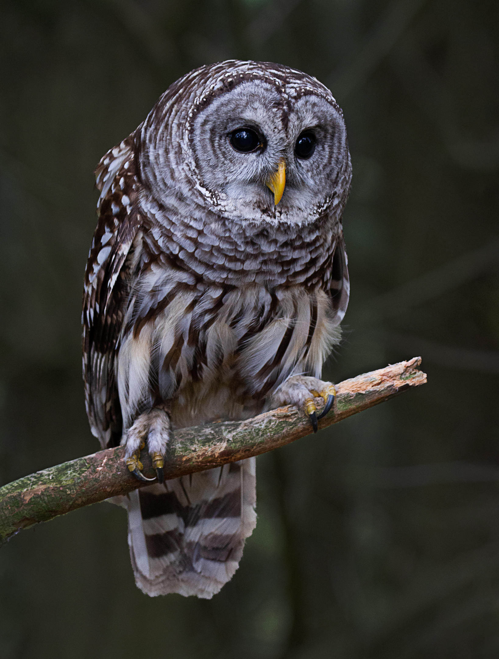 Barred Owl...