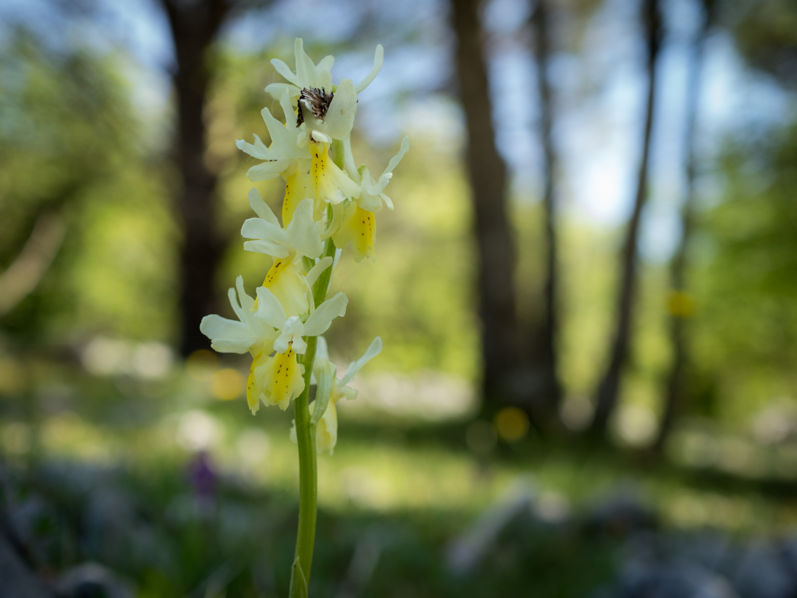 Orchis Provincialis...