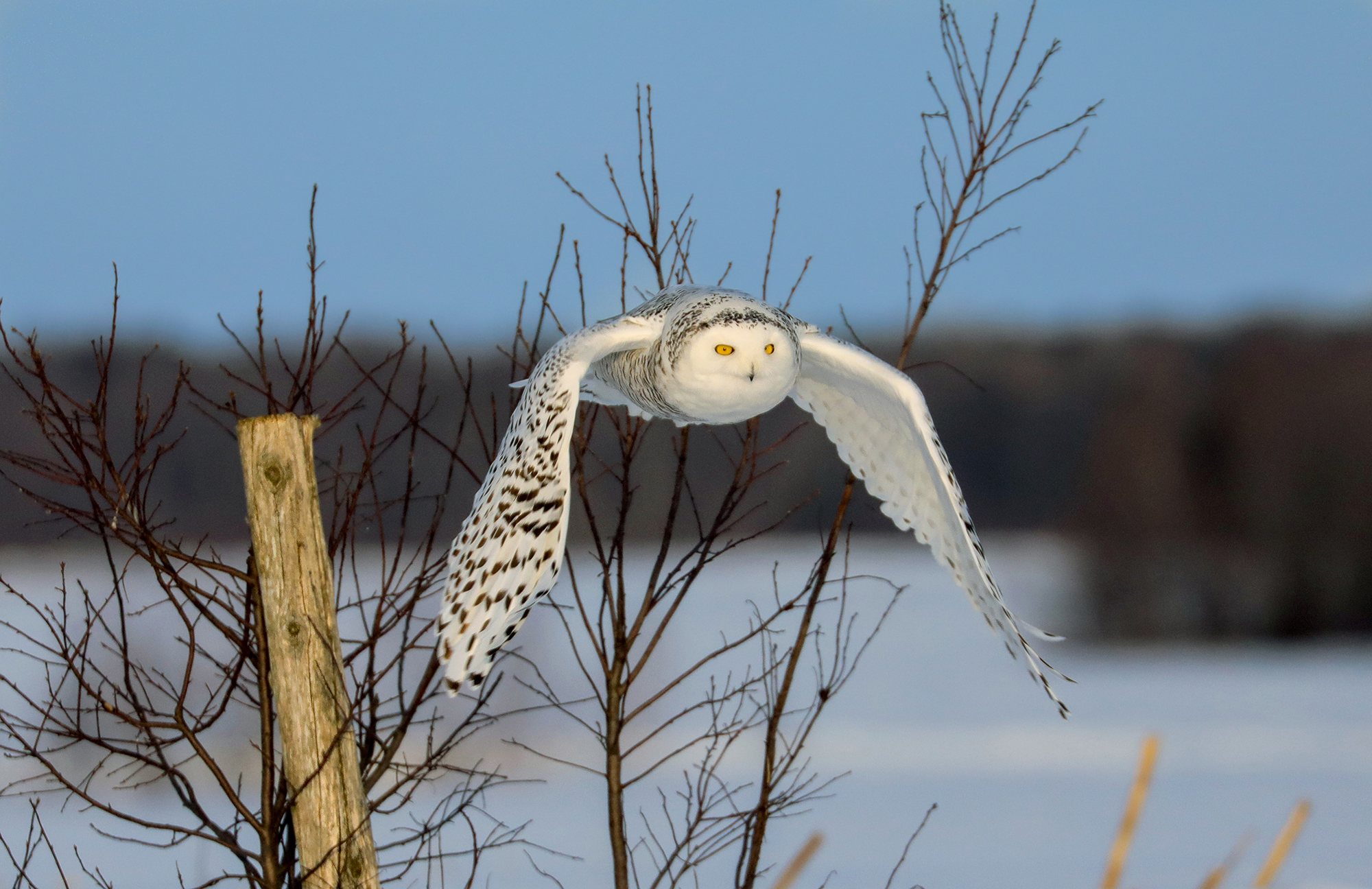 snow owl in the icy countryside...