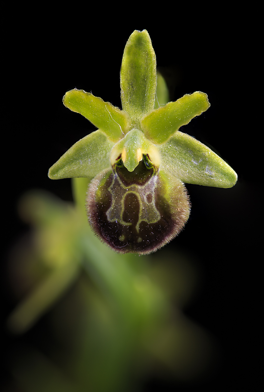ophrys...