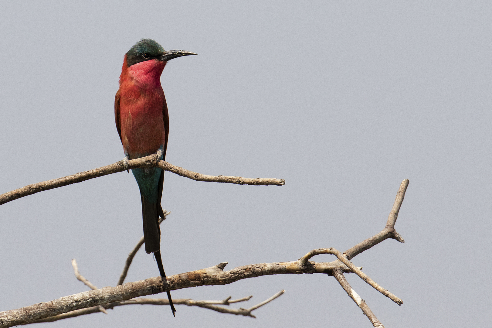 Southern carmine bee-eater (Merops nubicoides)...