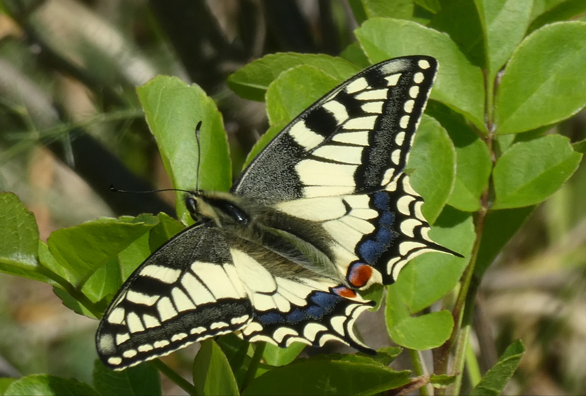 Machaon Papilio ...