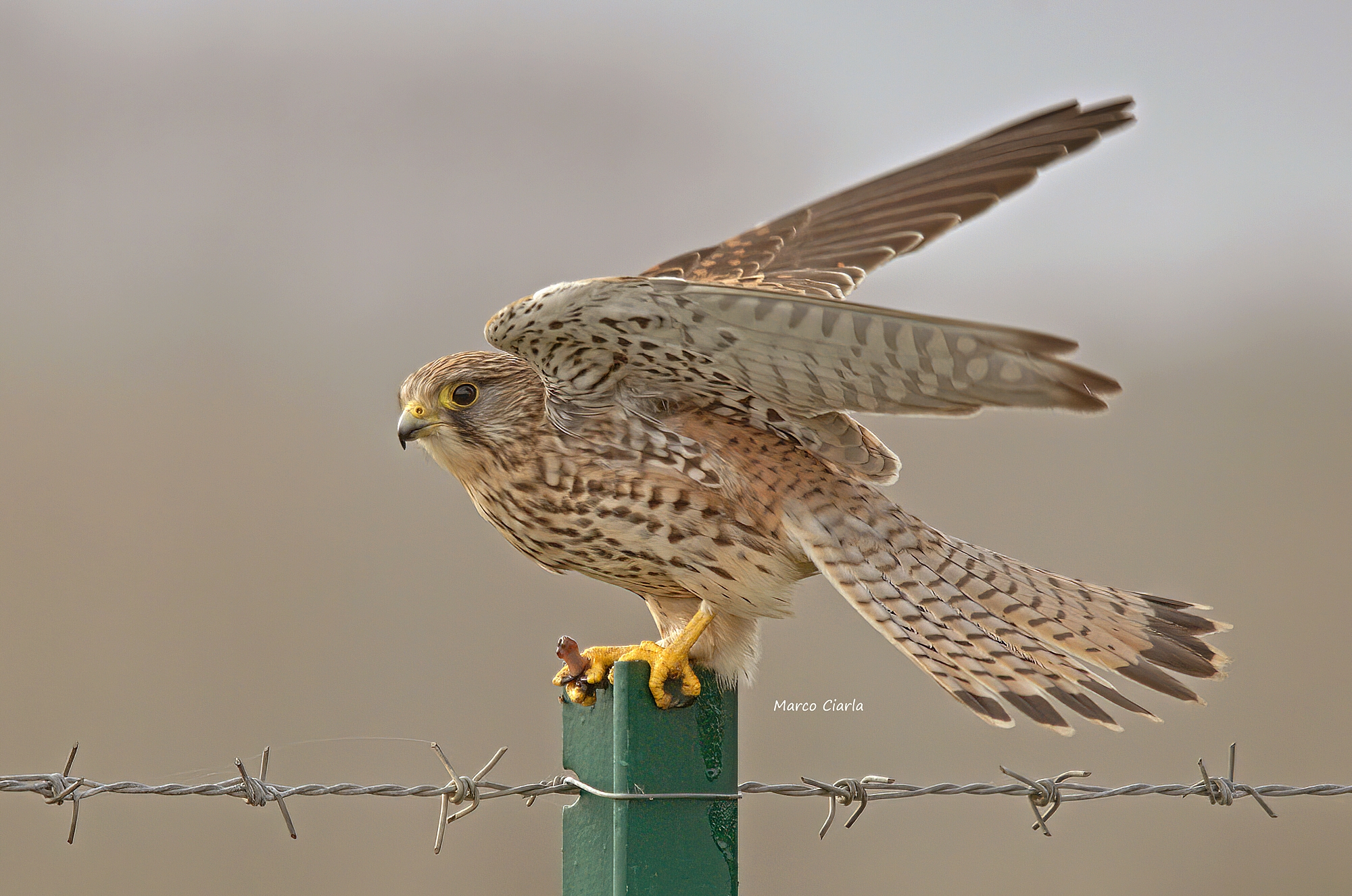Gheppio (Falco tinnunculus) ...