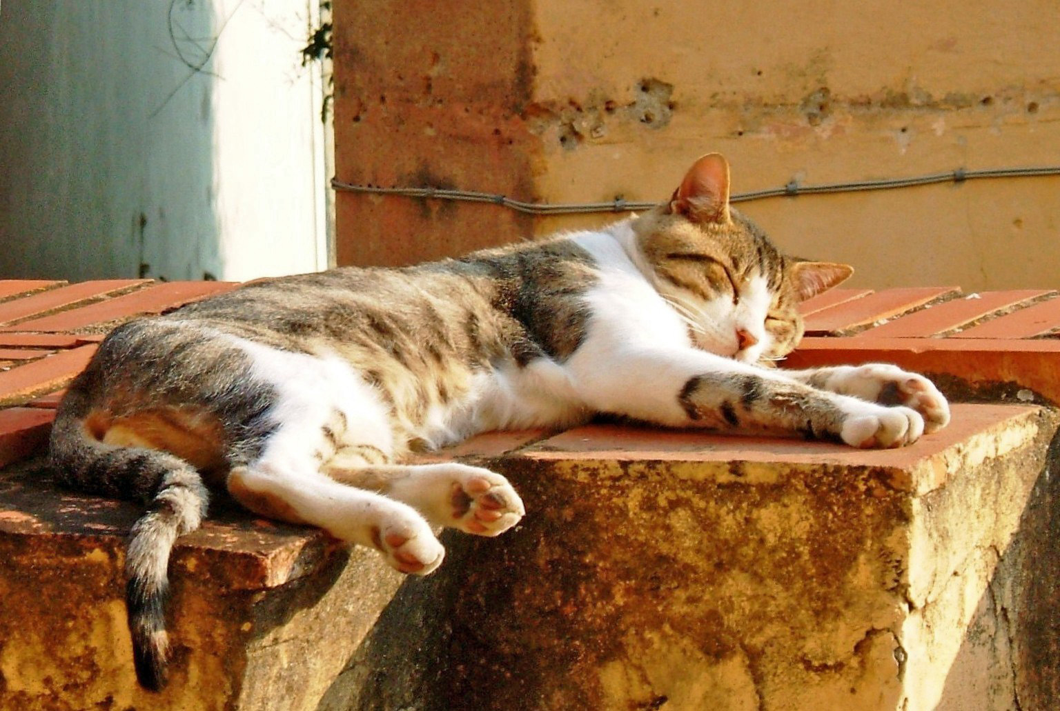 Lying in the sun of Liguria...
