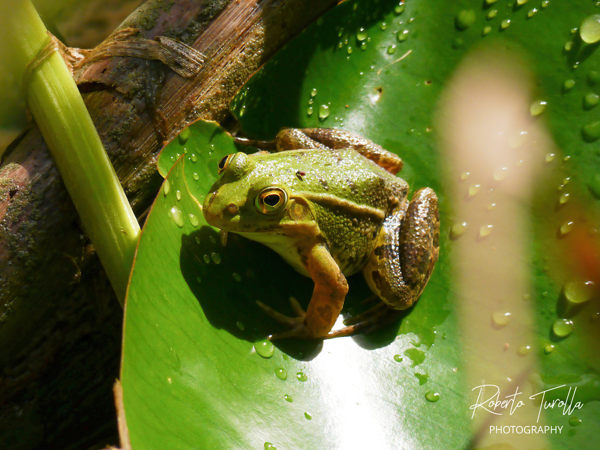 Frogs at Cave Park...