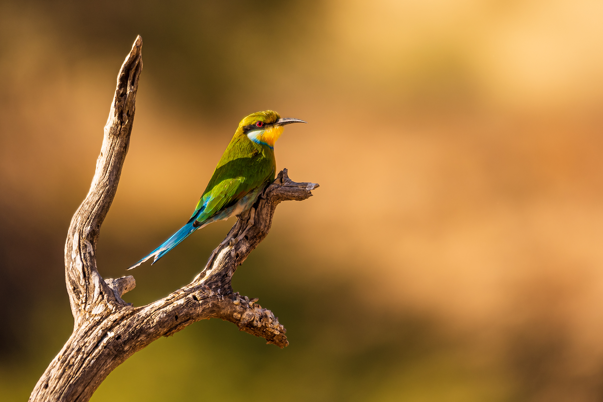 Swallow-Tailed Bee-Eater...