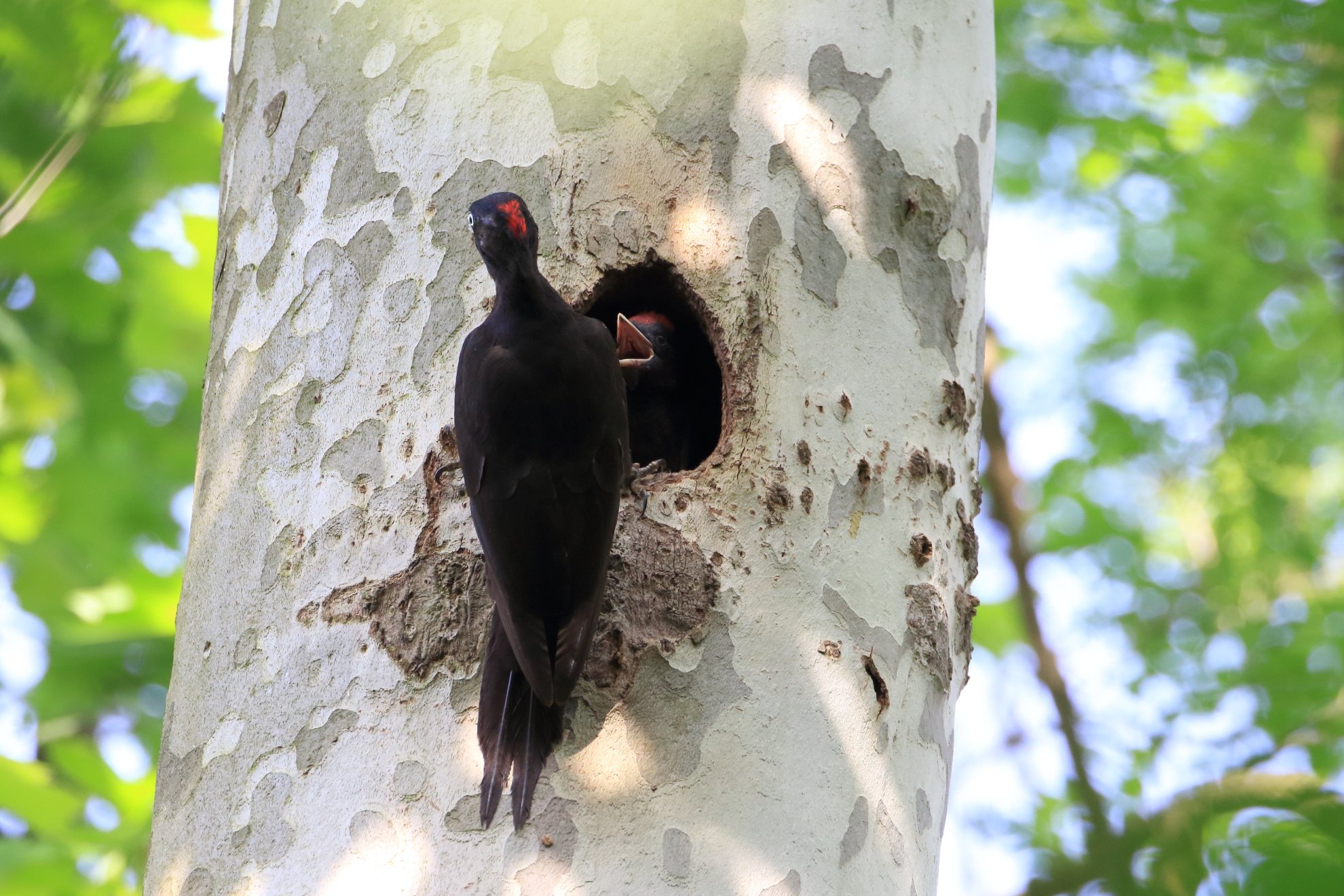 Black Woodpecker 2...