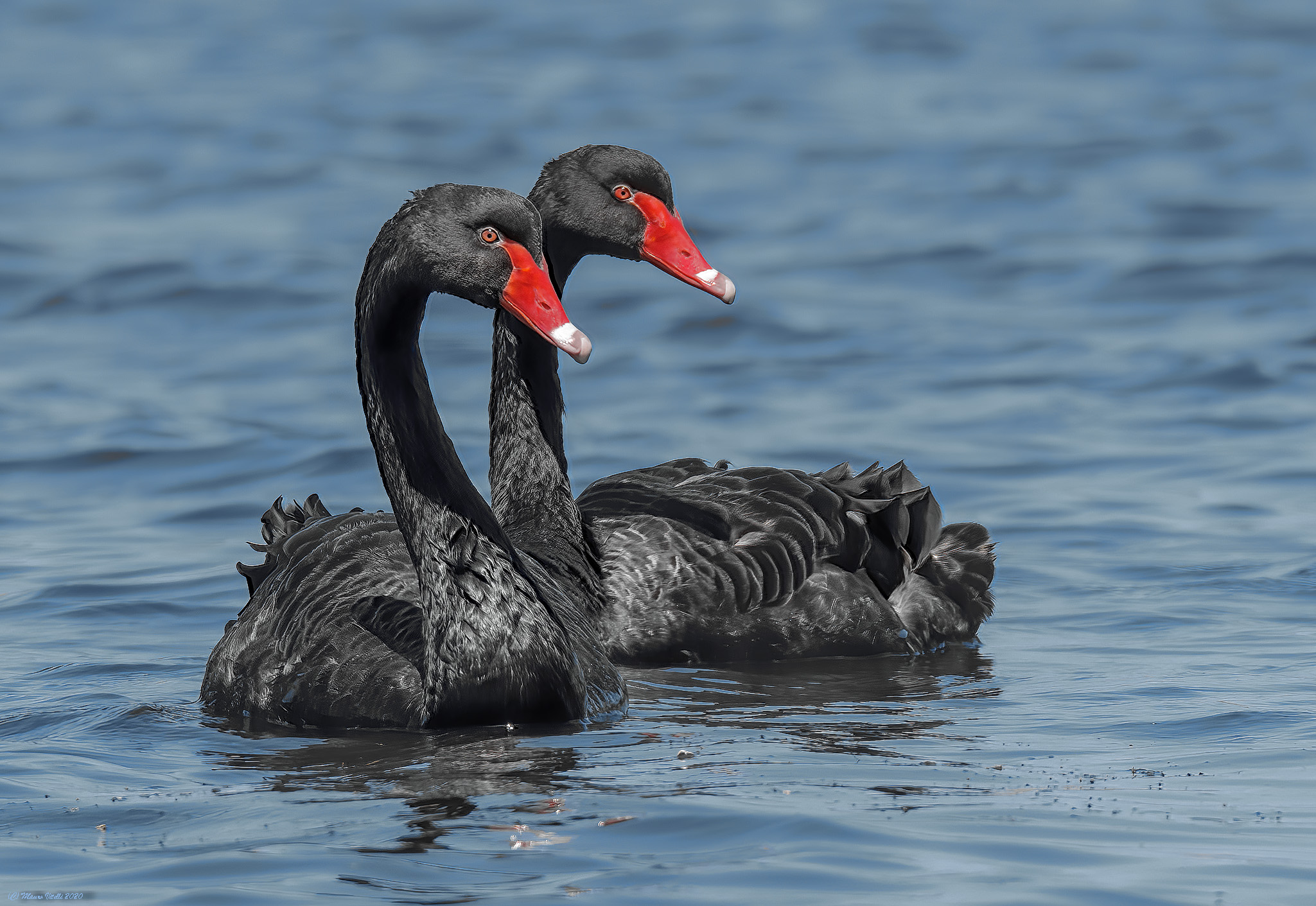 Black Swans (Cygnus atratus)...
