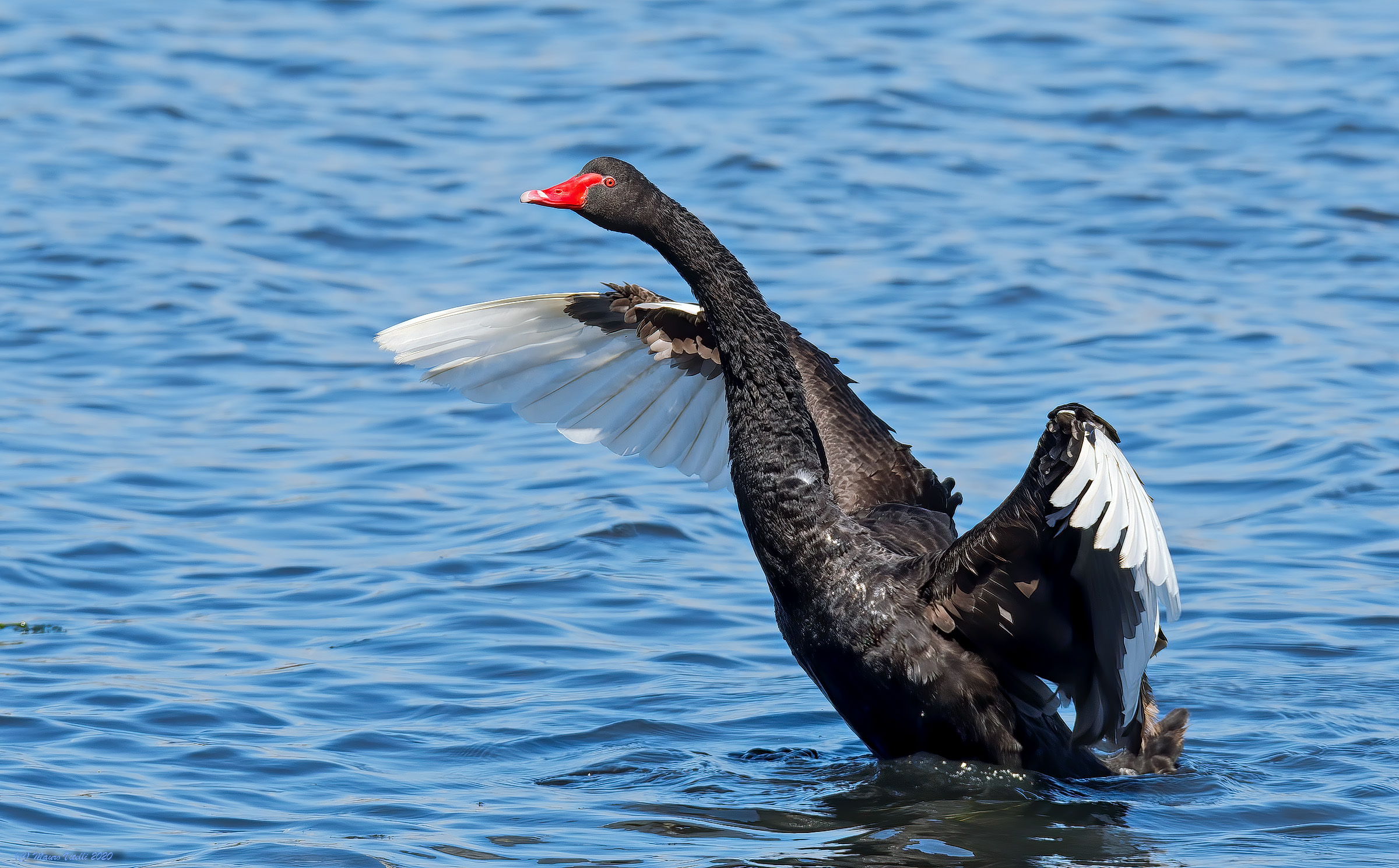 Black Swan (Cygnus atratus)...