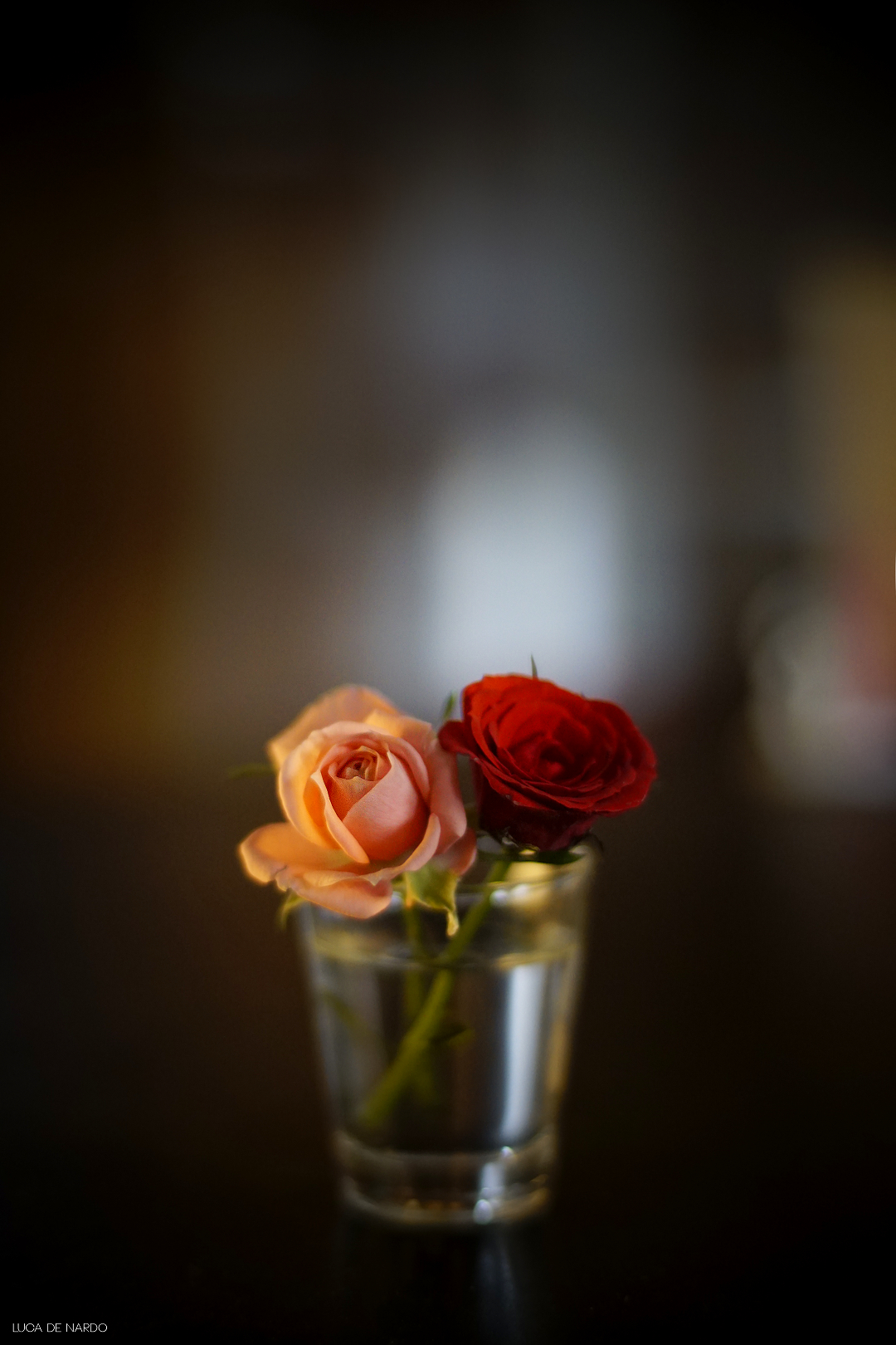 2 ROSES TOGETHER (Revuenon 55mm f1.2 - Sony A6000)...