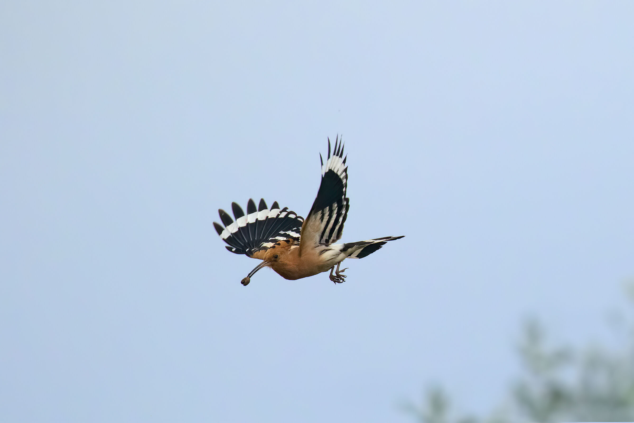 Upup in Descent...