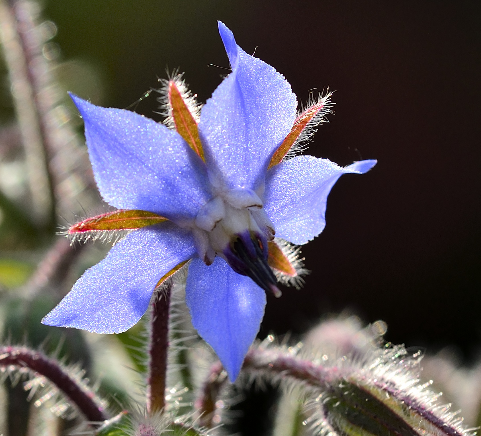 Borage...