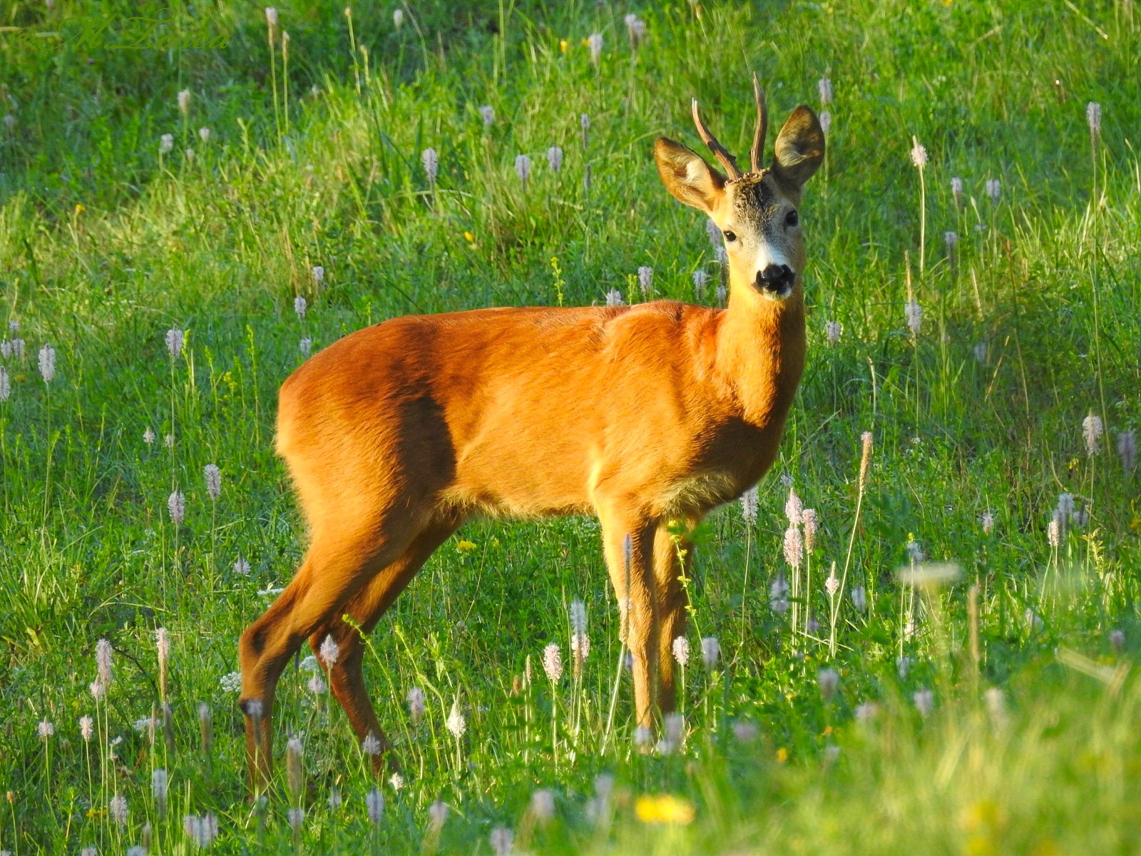 Young male roe deer ...