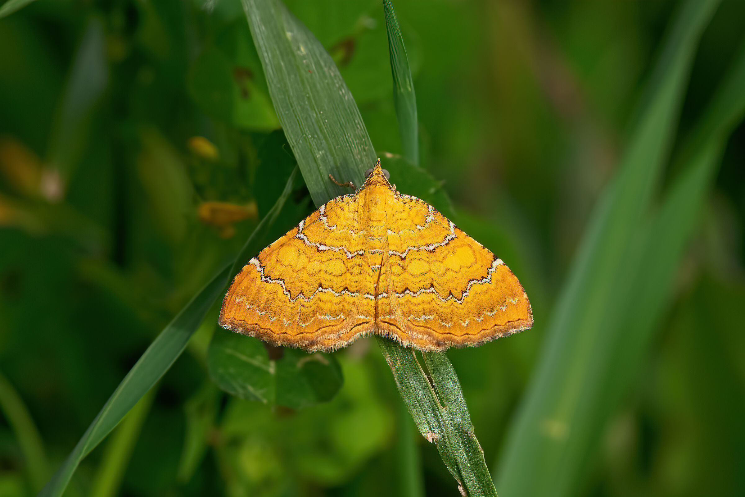 Small moth (Camptogram bilineata Geometridae)...