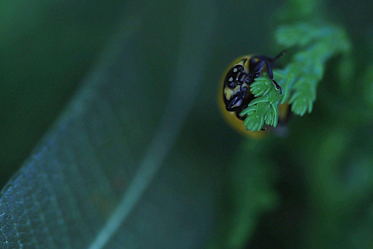 Ladybug 2...