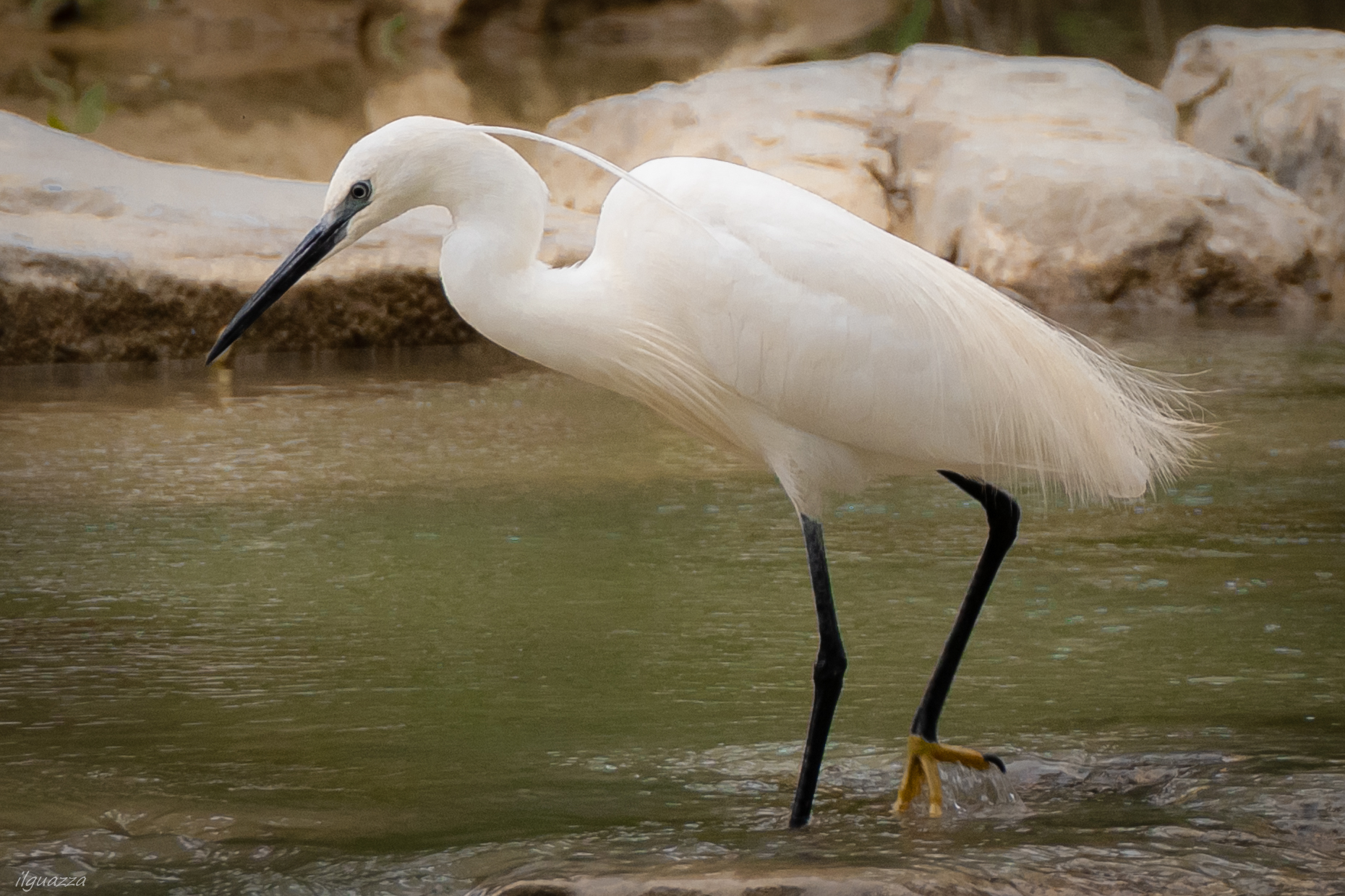 Egrets in weighs...