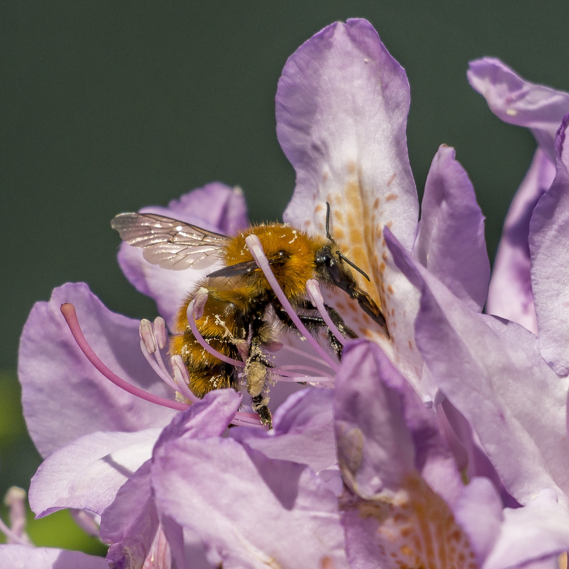Rhododendron Catawbiense - 51 (with bumblebee)...