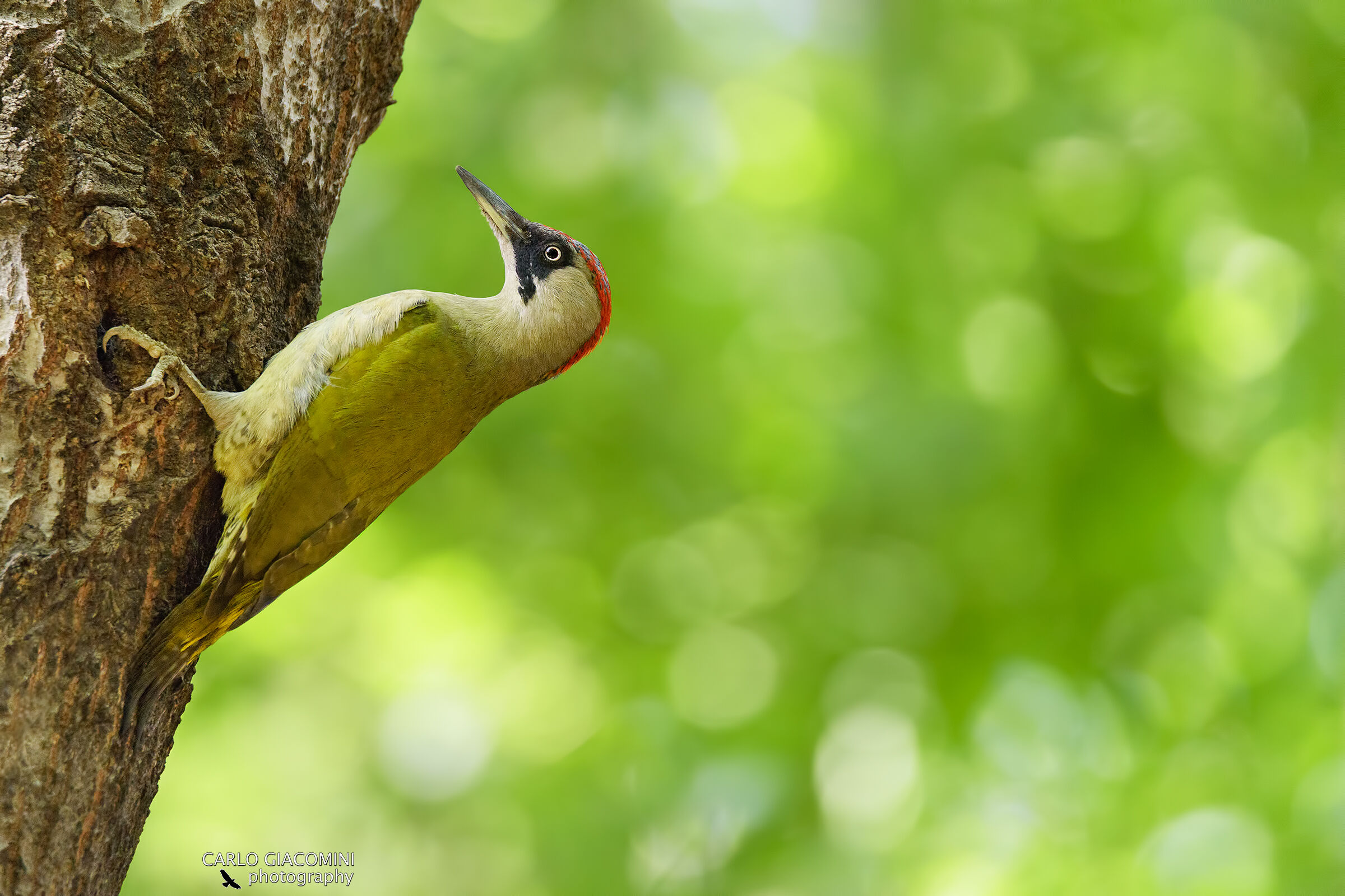 Green woodpecker ...
