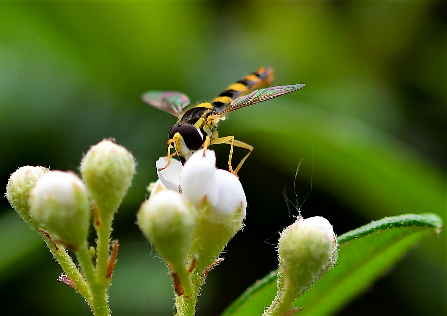 Insects on cotton flowersaster...