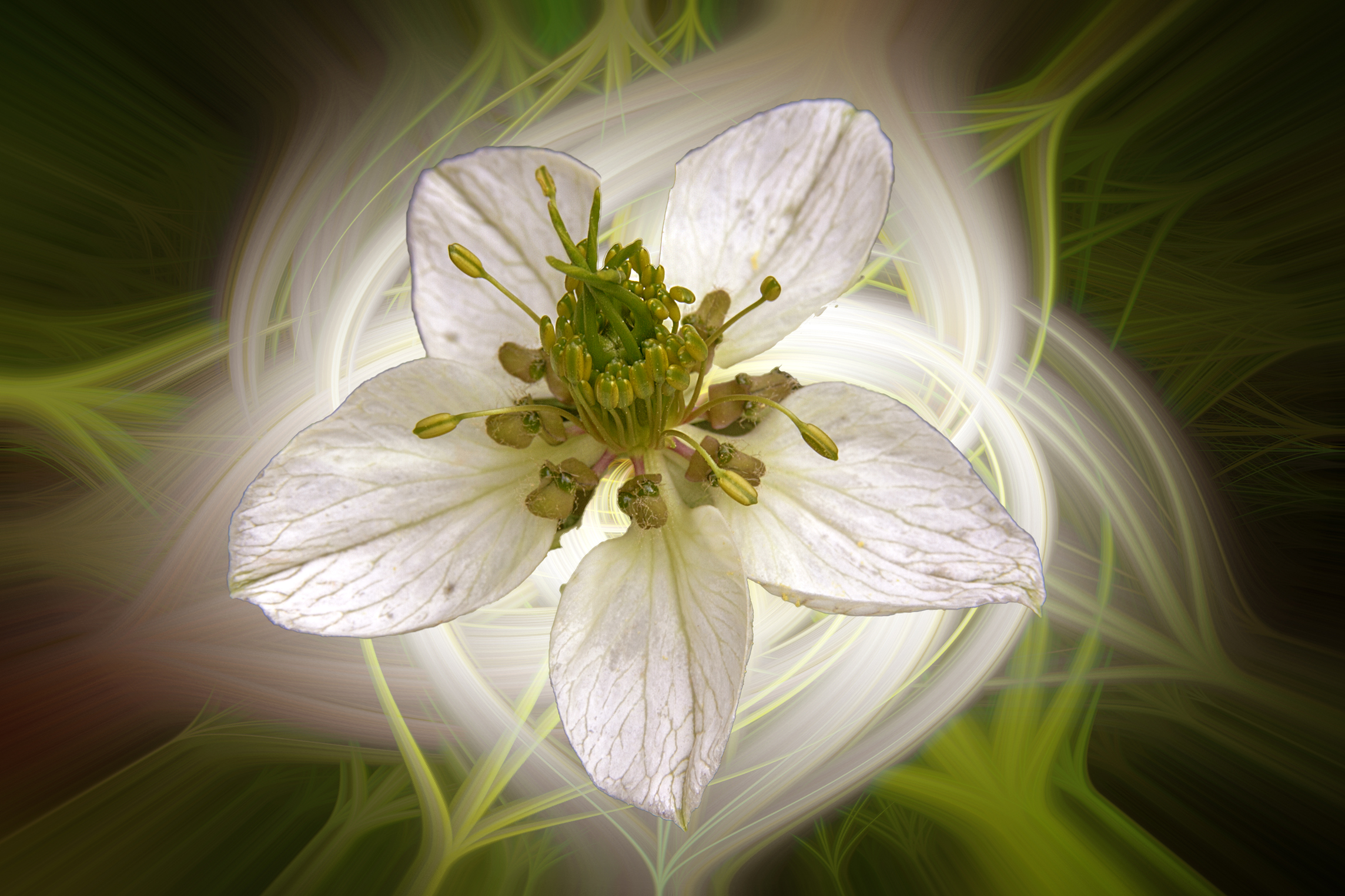 fiore bianco 2 twirl...