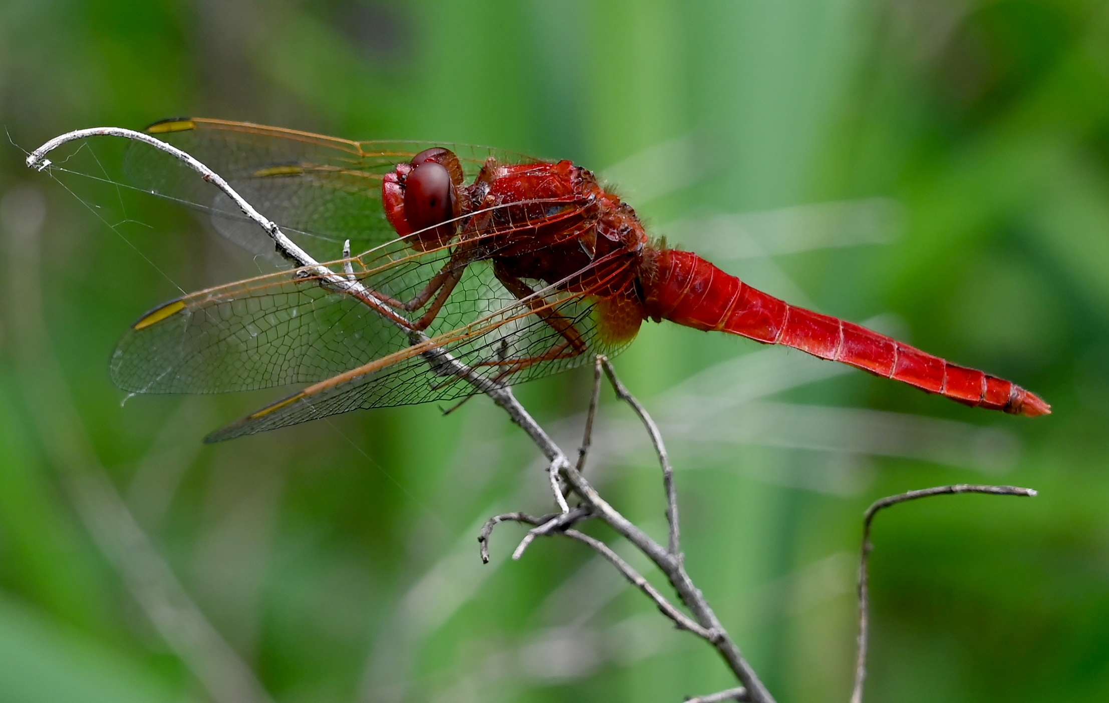Red dragonfly (Crocothemis erythraea)...