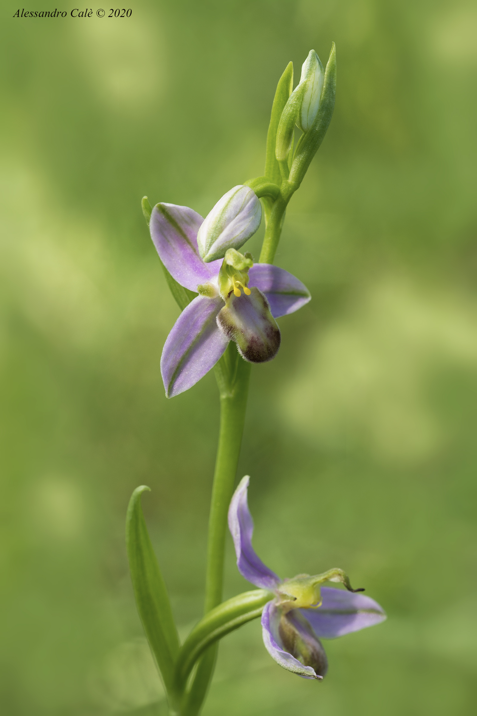 Ophrys apifera 6815...
