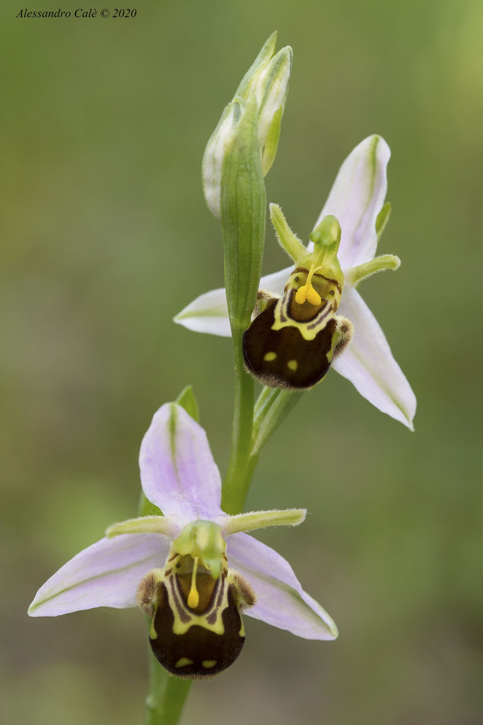 Ophrys apifera varietà aurita 6678...