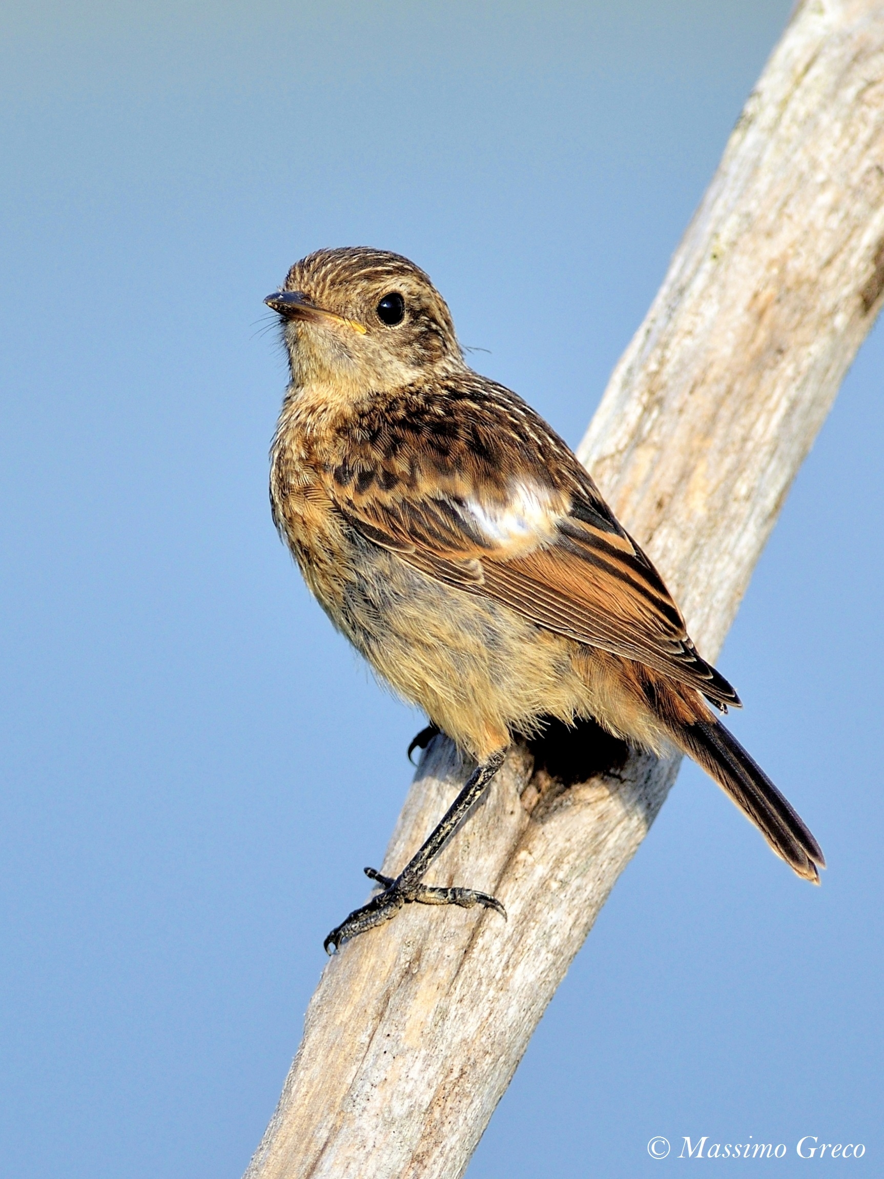 Young Pigliamosche (Striped Muscicapa)...