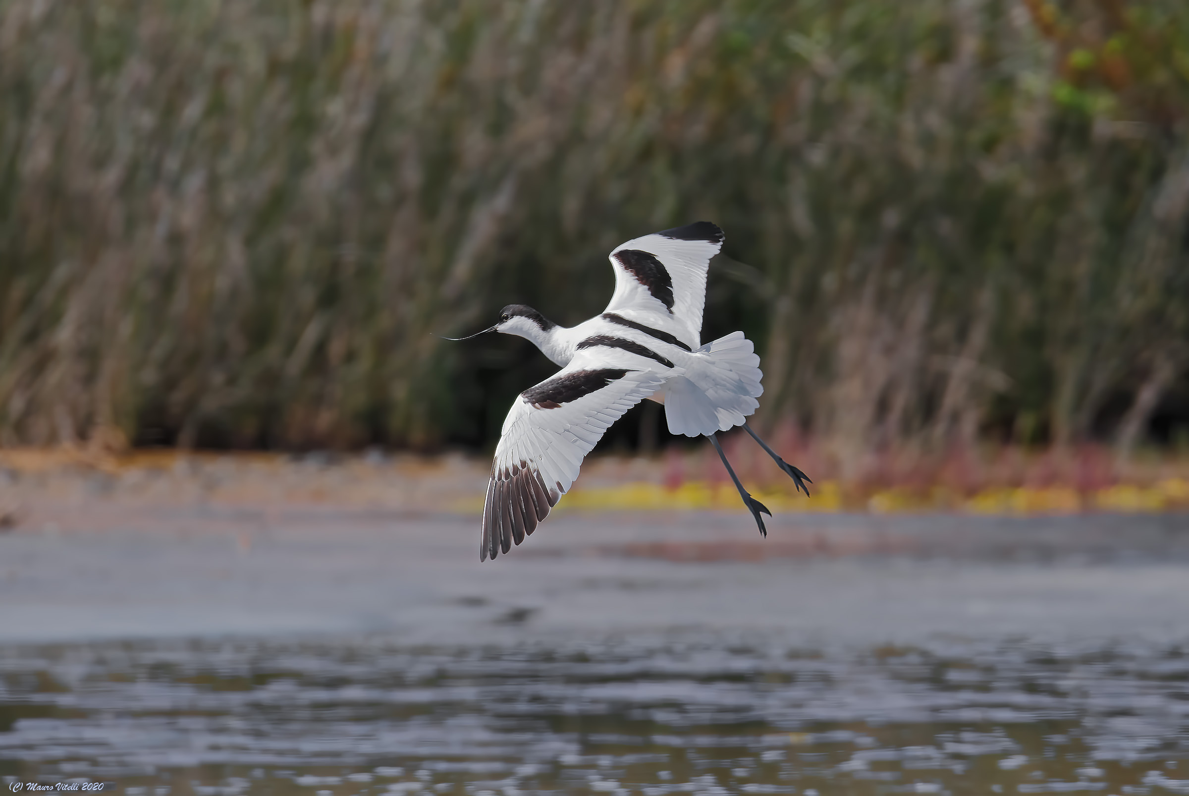 Avocette (Recurvirostra avosetta)...