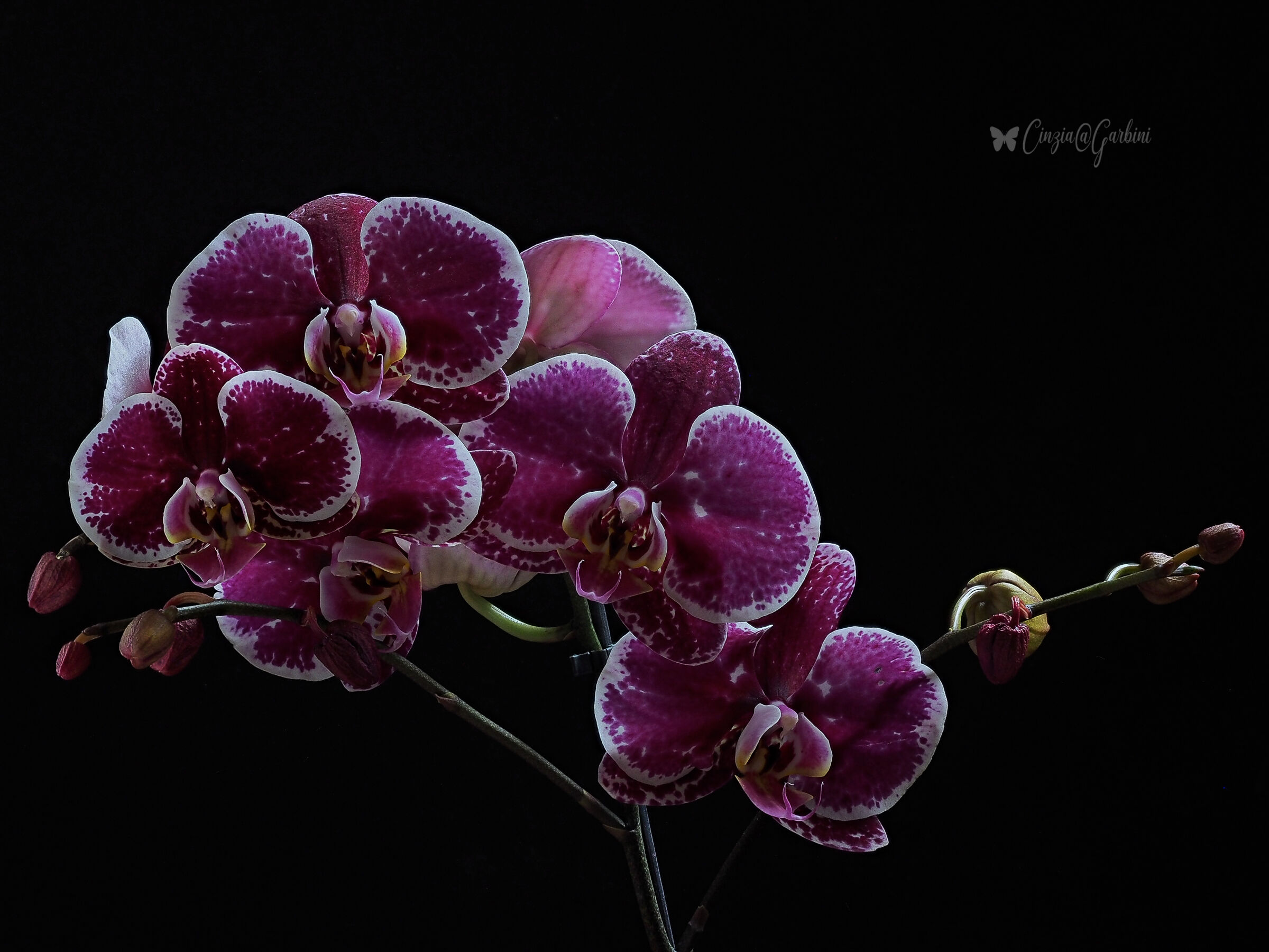 orchidea viola...