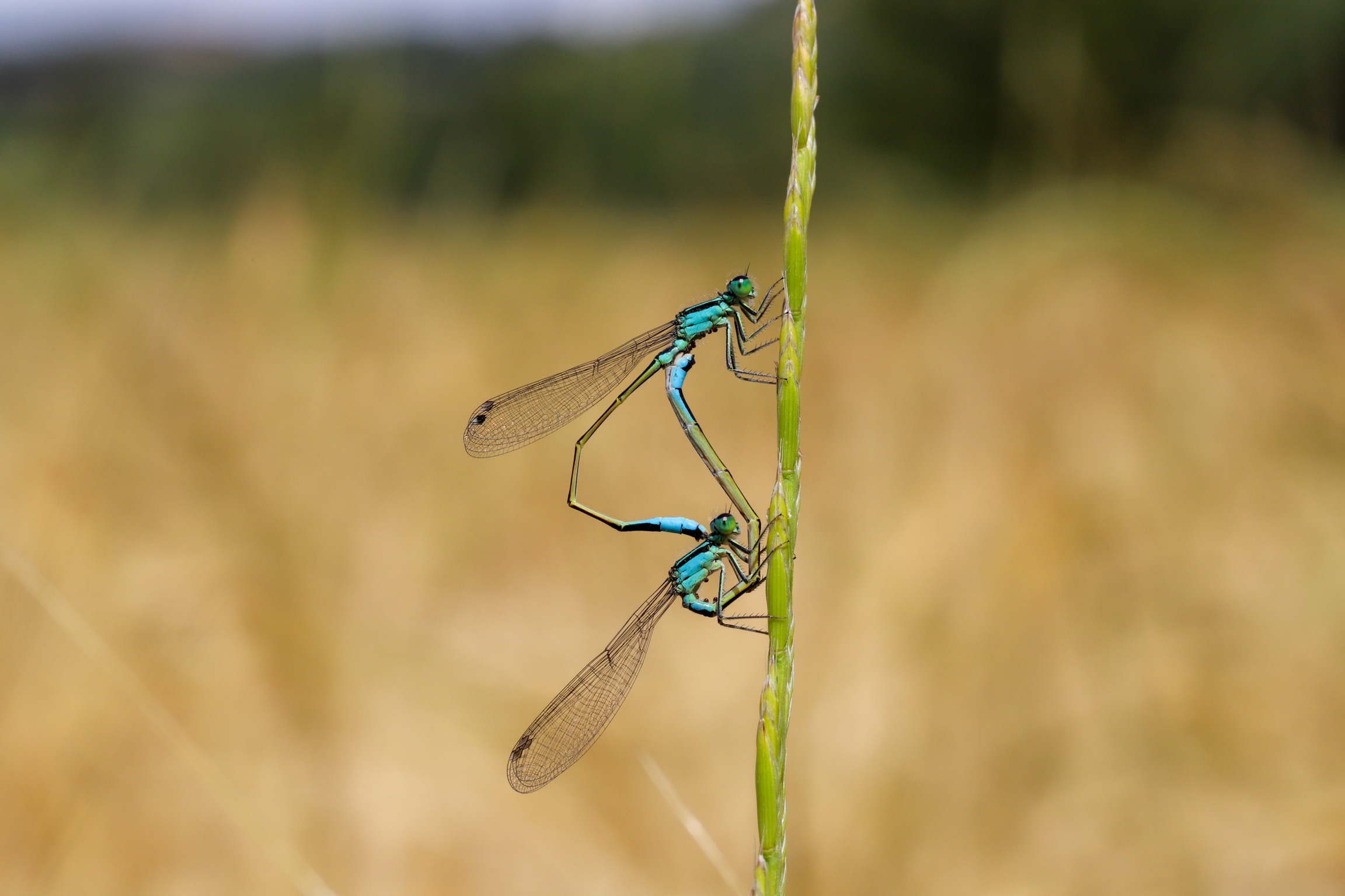 Dragonflies in Love...