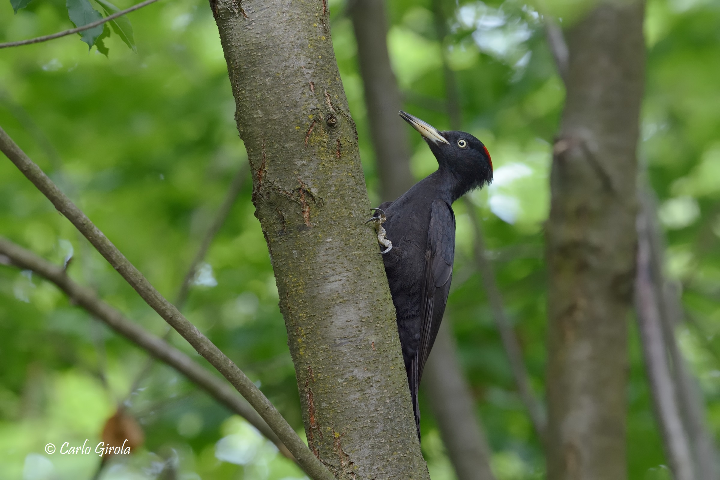 Black woodpecker (Dryocopus martius)...