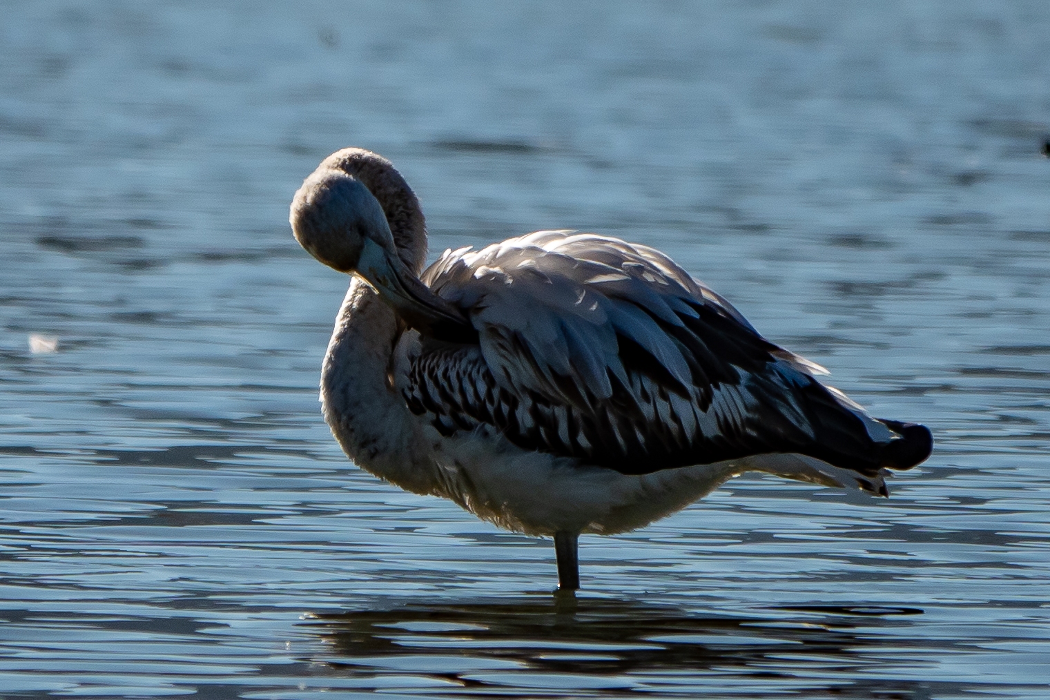 Flamingo...