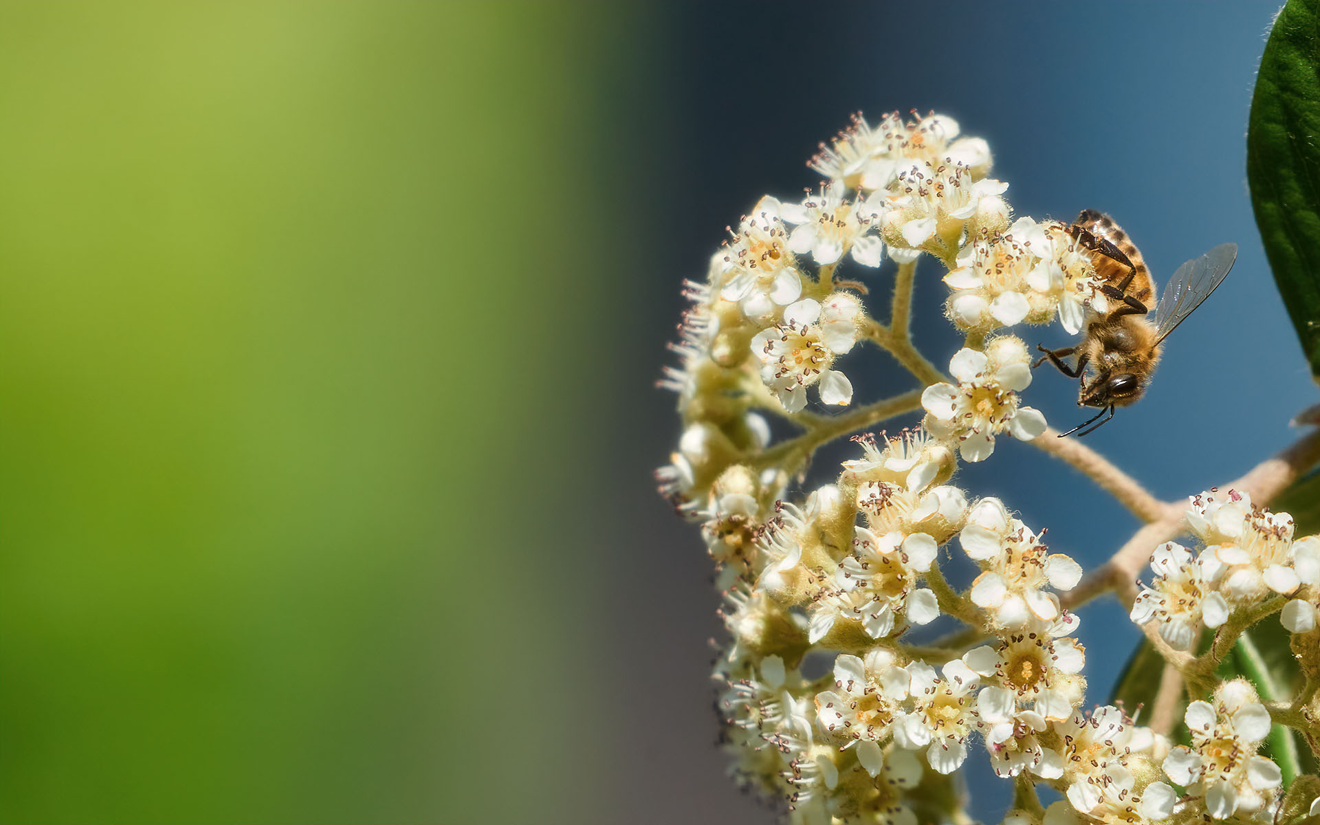 Cotton flower with bee - Tortonese Hills 29.05.20...