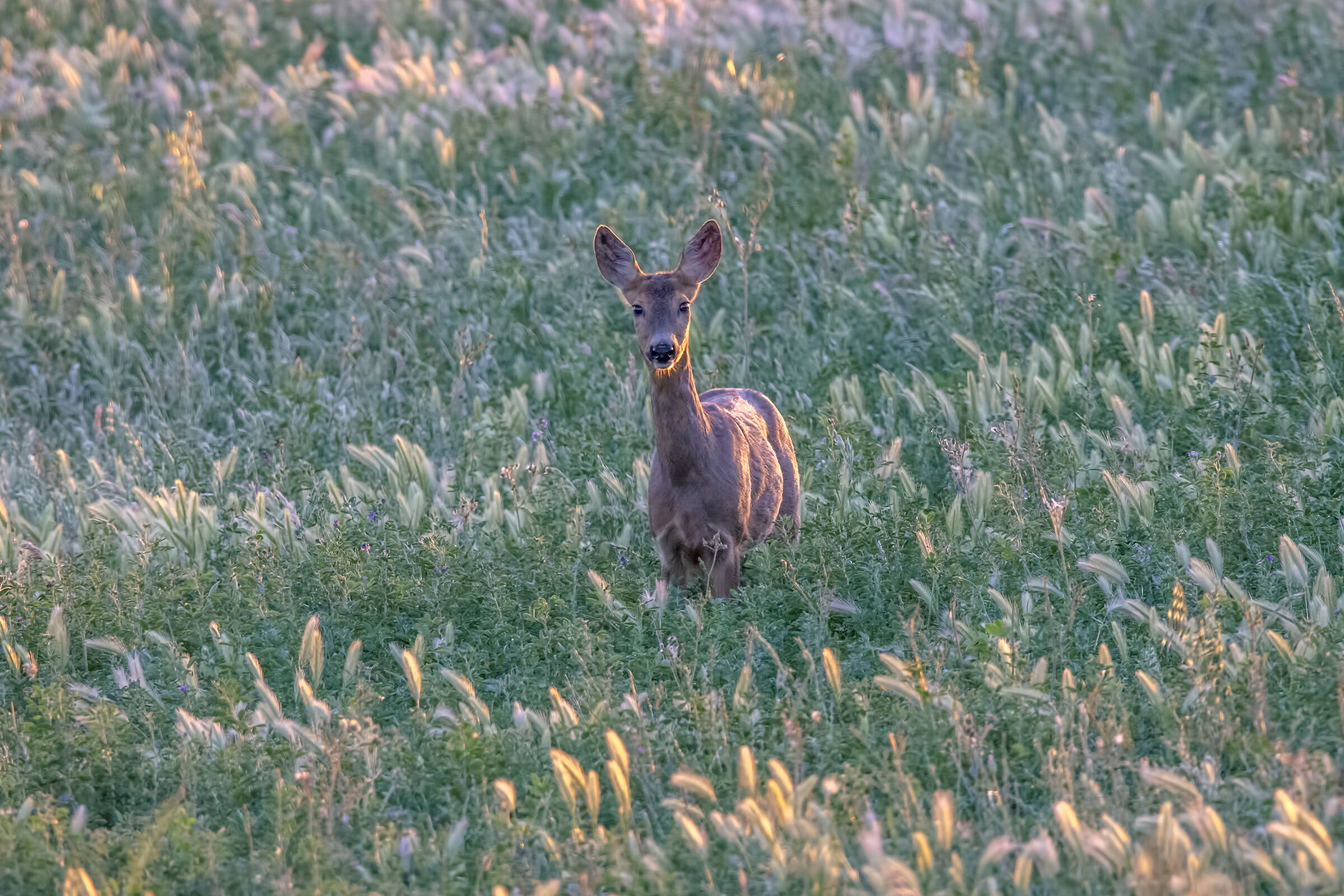 Female roe deer at sunset...
