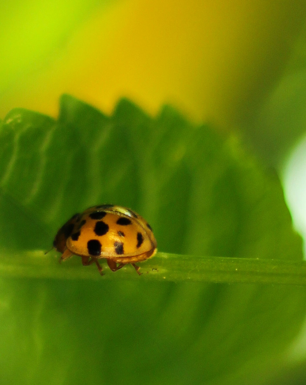 Yellow ladybug ...