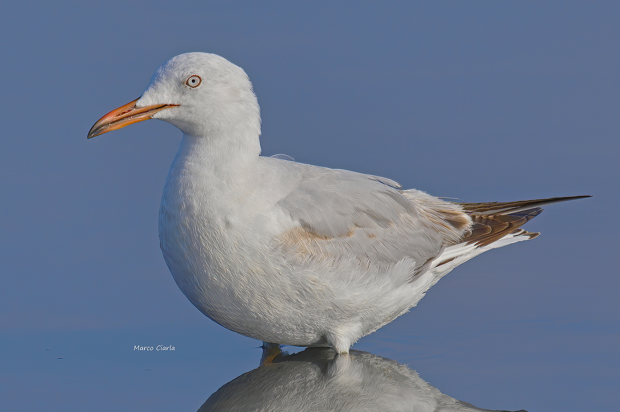 Rosy seagull (Chroicocephalus genei)...