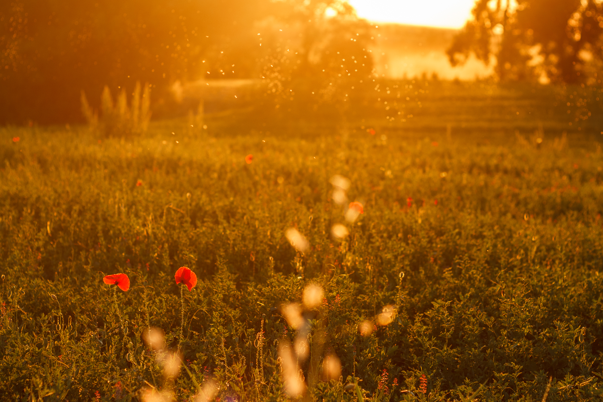 Poppies, sunset and golden insects...