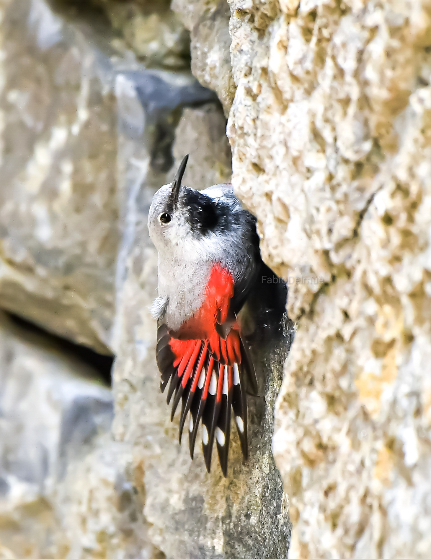 Wall woodpecker...