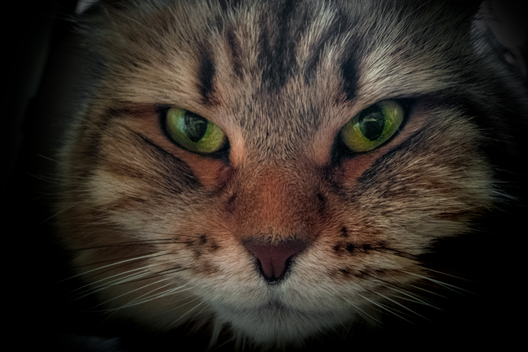 Feline Portrait...