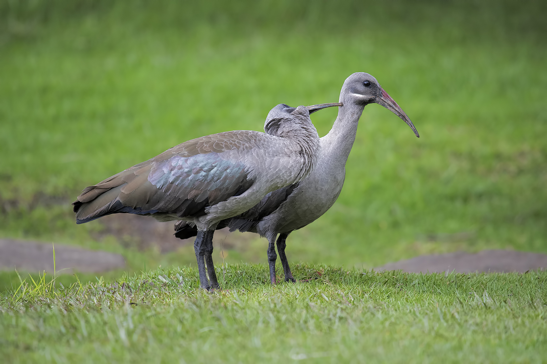 ibis hadada South Africa...