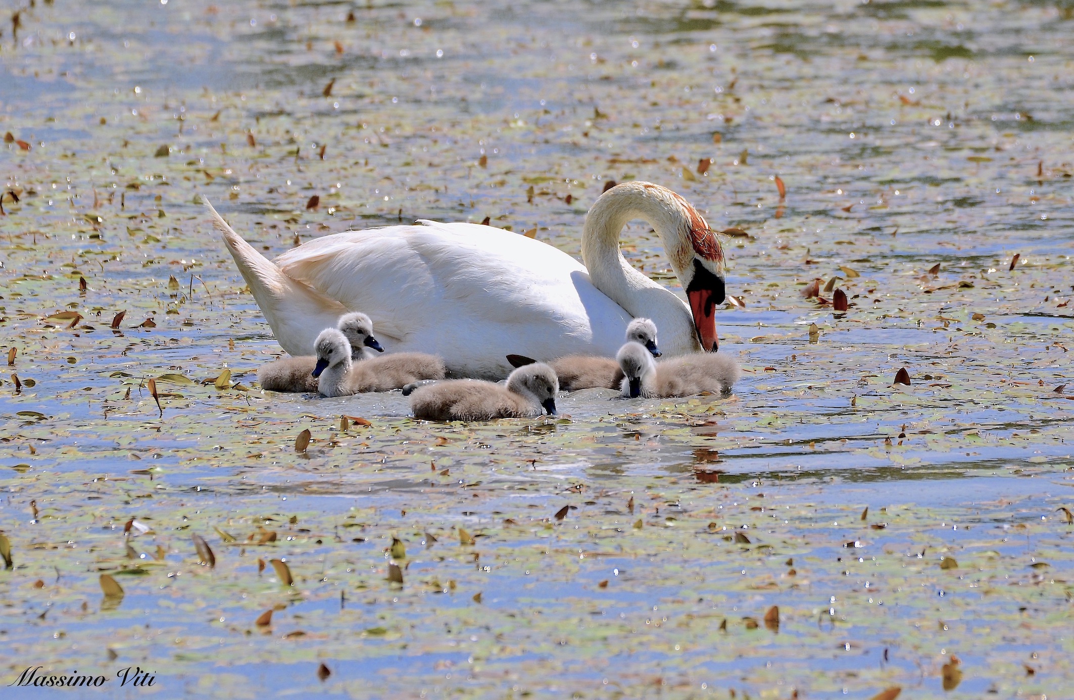 Royal swan with offspring .......
