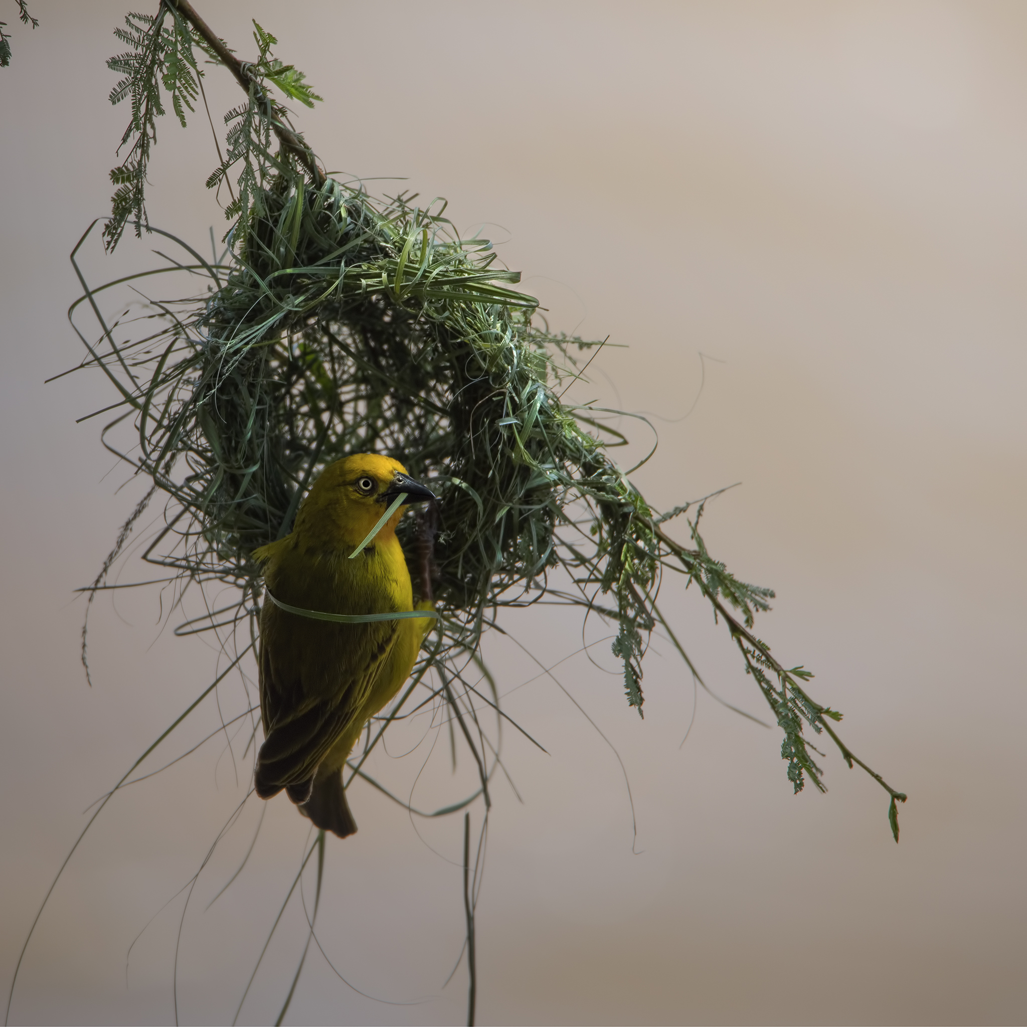 Nest overlooking the Mara River...