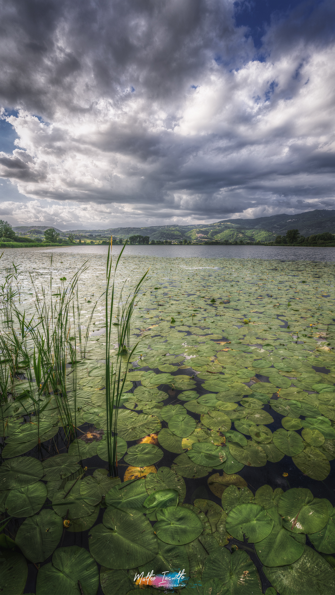 Water lilies - Long Lake...