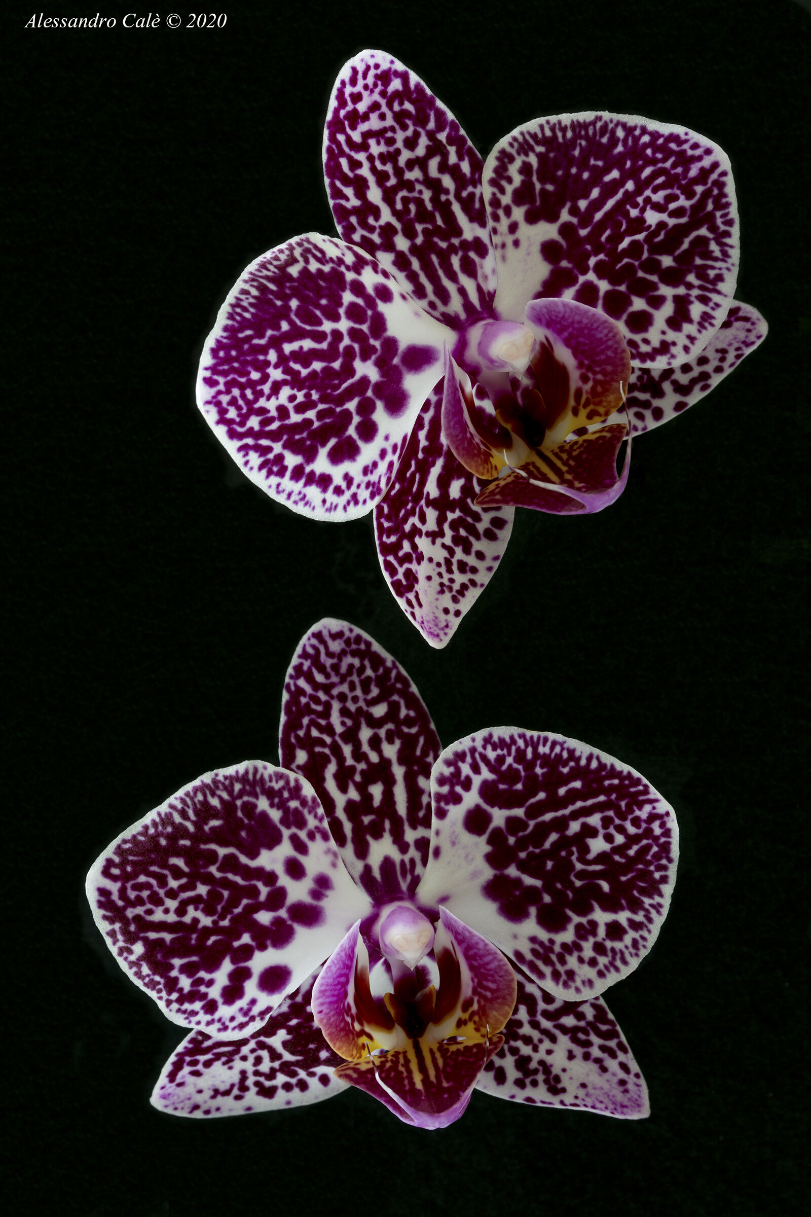 Orchid 8158...