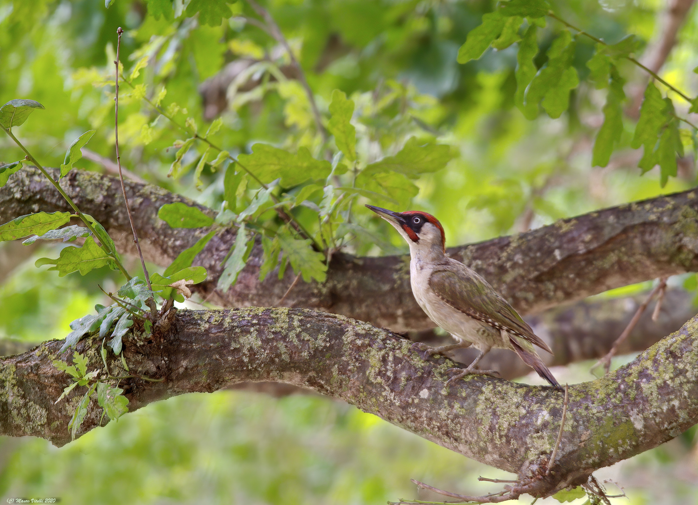 Green woodpecker (Picus virdis) male...