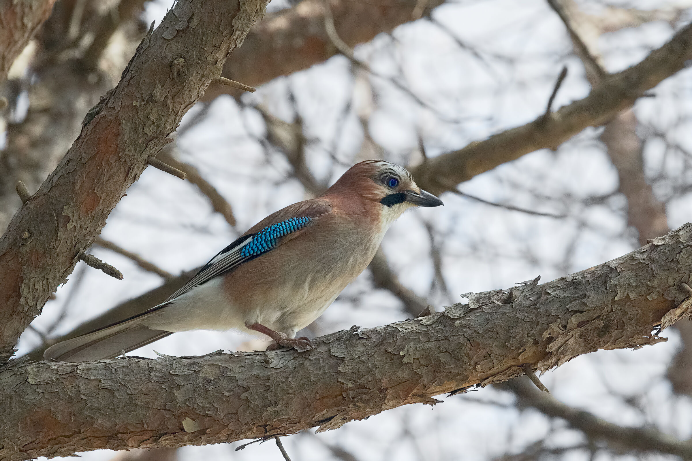 Jay on the branch...